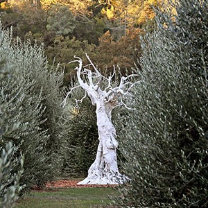 <span>Marciano Estate </span>Huile d'Olive