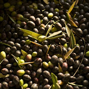 <span>Massiglia </span>Olive Oil