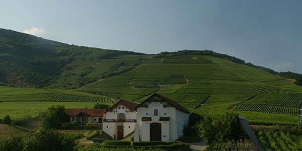 <span>Tokaj-Hétszőlő </span>Muscat